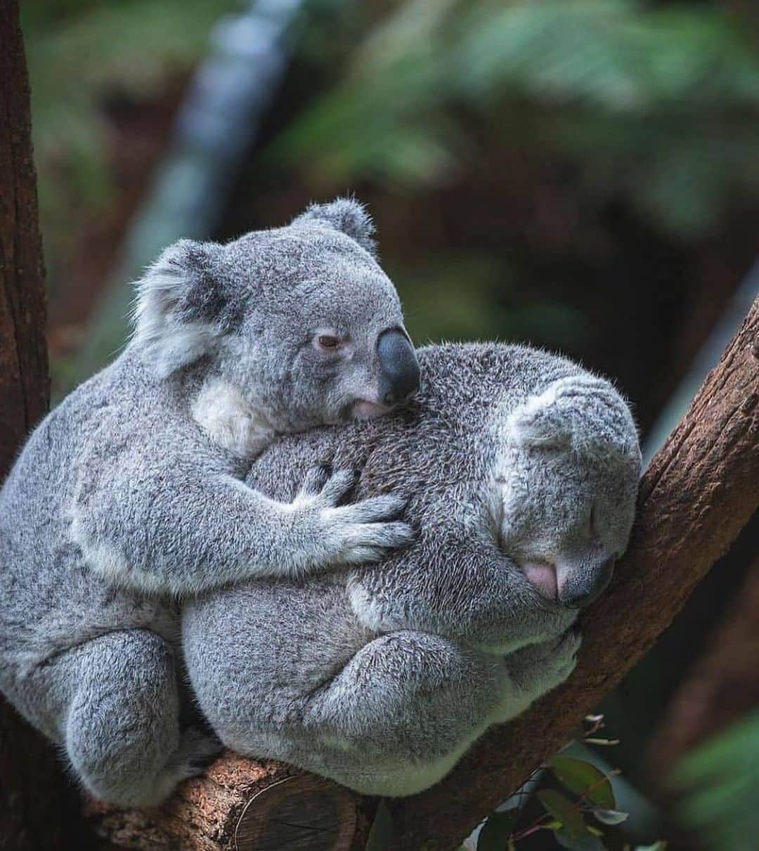 Style Fashion Luxuryのインスタグラム：「Super cute koalas 🐨   Tag someone you care about!」