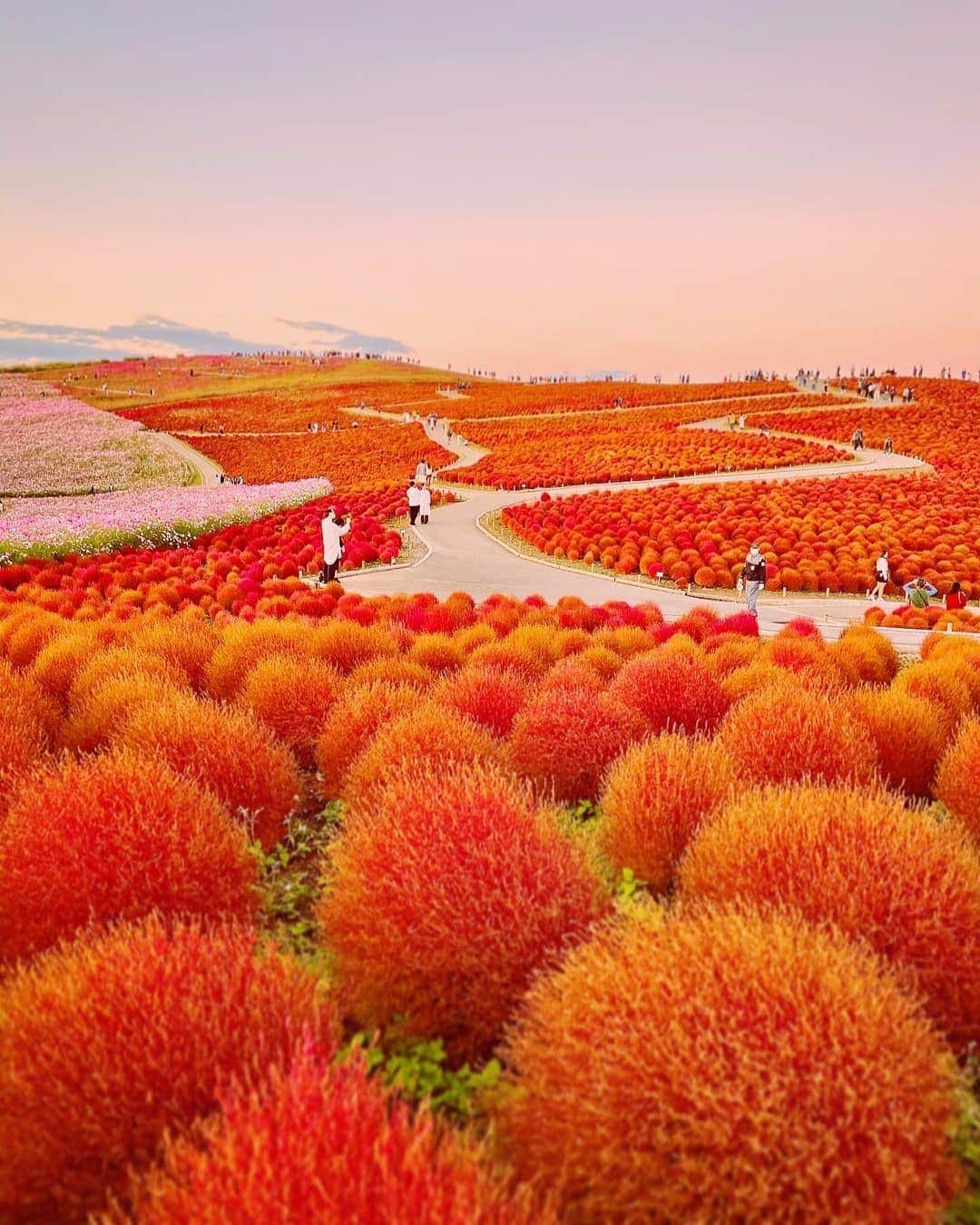 Padgramさんのインスタグラム写真 - (PadgramInstagram)「🌄Sunset Hill in Fall Colors . 📍Hitachi Seaside Park, Ibaraki, Japan . 🌸Thanks to @capkaieda . #pgdaily #pgstar#pgcounty #planetgo#planet #planetearth #amazing #awesome #nature #wonderful_places #japan_daytime_view #hello_worldpics #instagramjapan #nature_perfection」10月29日 9時14分 - planet.go