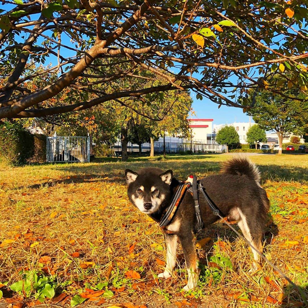 小川博永さんのインスタグラム写真 - (小川博永Instagram)「秋色。  #今朝まる #ししまる #dog #dogs #柴犬 #黒柴」10月29日 9時25分 - ogawahironaga