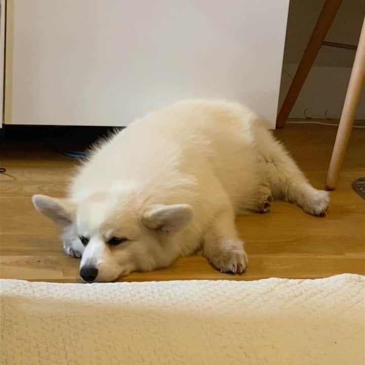 Winston the White Corgiのインスタグラム