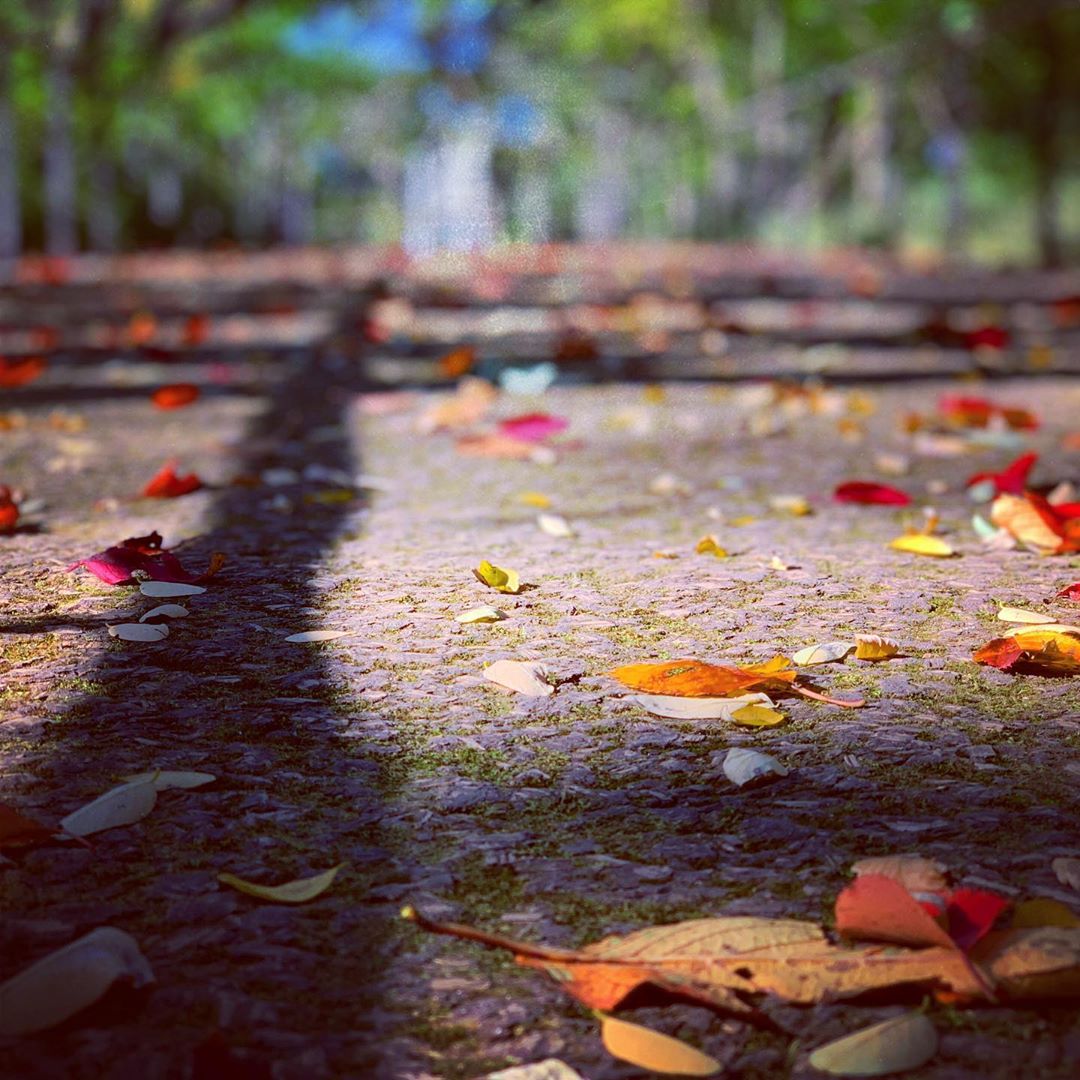 露崎義邦さんのインスタグラム写真 - (露崎義邦Instagram)「寝起きが良かったので散歩をして来ました。」10月29日 9時27分 - tsuyuzaki_yskn