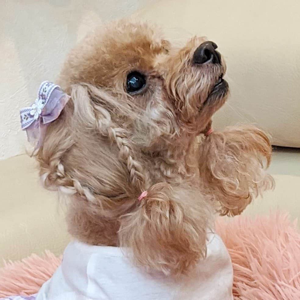 長江愛美さんのインスタグラム写真 - (長江愛美Instagram)「マイエンジェル👼🏻ミニーさん🐩  #ティーカッププードル  #プードル #プードル部  #ヘアアレンジ  #doghair  #犬のヘアスタイル  #愛犬との暮らし  #犬のいる暮らし」10月29日 9時27分 - manamin.512