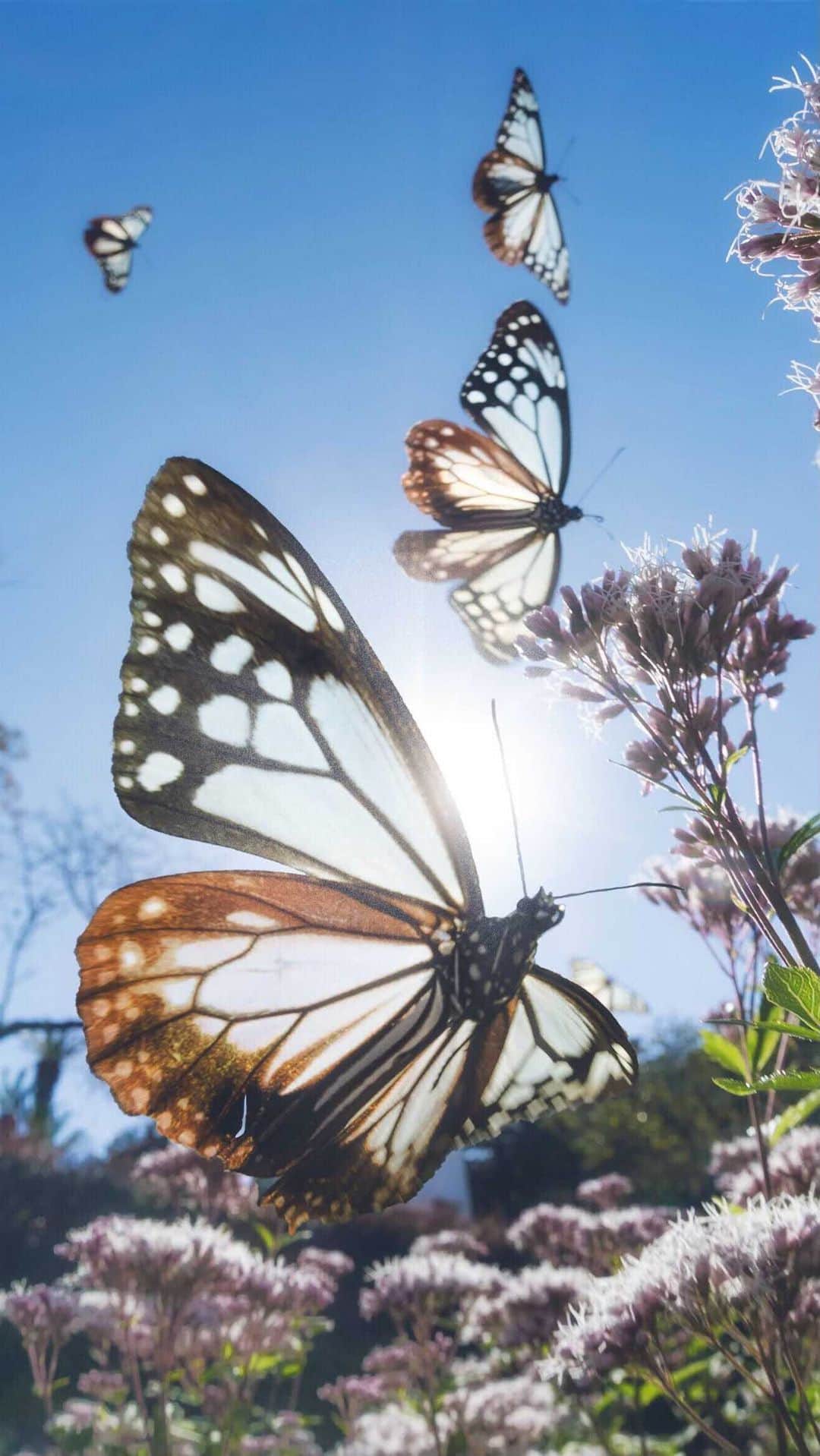 のインスタグラム：「アサギマダラの乱舞🦋 2000km以上を旅するアサギマダ達がいっぱい飛来してくれました😍  #アサギマダラ #アサギマダラとフジバカマ  #アサギマダラ飛来」