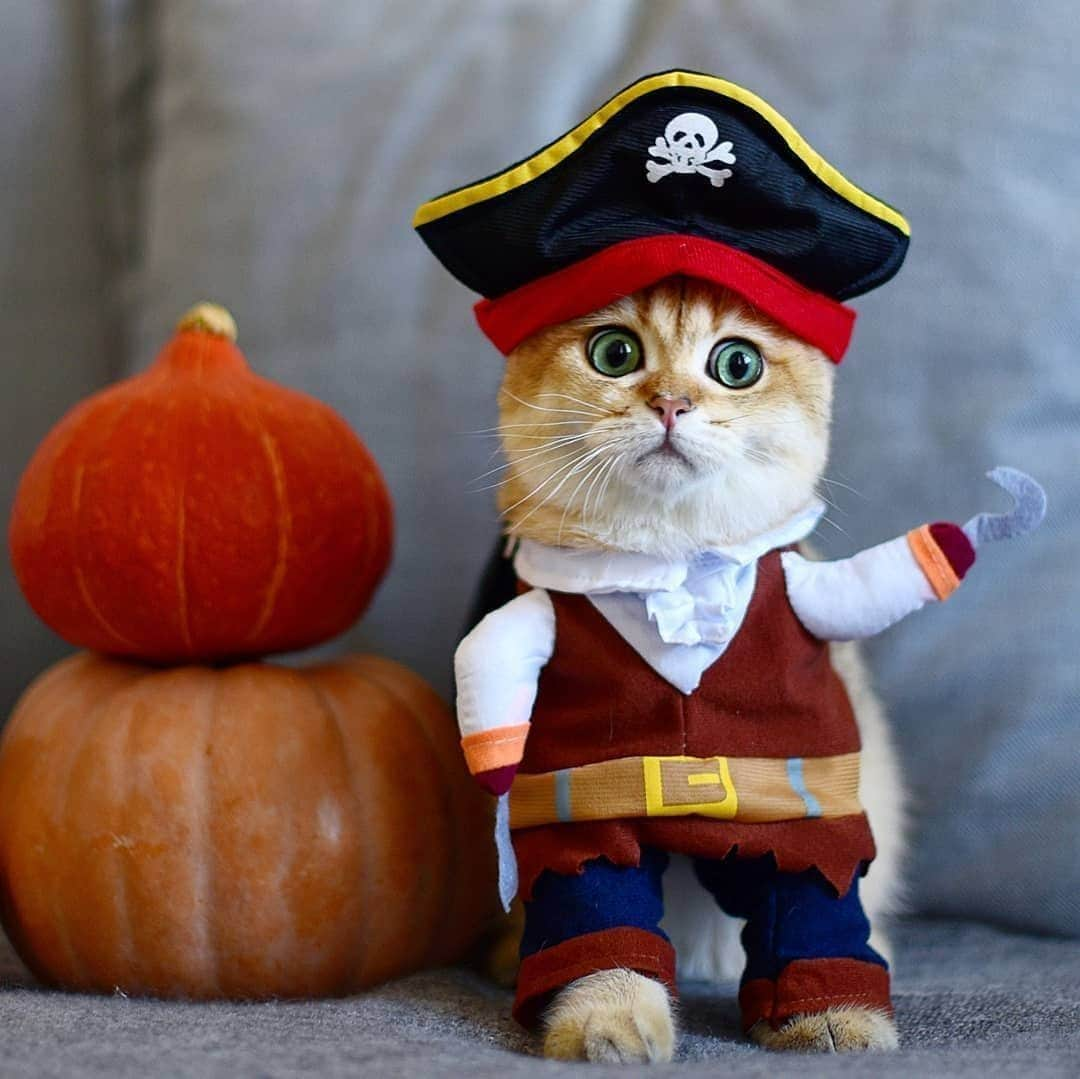 Aww Clubさんのインスタグラム写真 - (Aww ClubInstagram)「What are you going to be for Halloween? 🎃⠀ ⠀ 🎃@tonystar.cat⠀ ⠀ Hashtag #9GAGHalloween on your cat's Halloween photos/videos and get a chance to be featured on @9GAG,  and @Meowed!⠀⠀ ⠀ #meowed #tonystarcat  #9GAGHalloween #halloween #halloween2020 #MH2020」10月29日 10時00分 - meowed