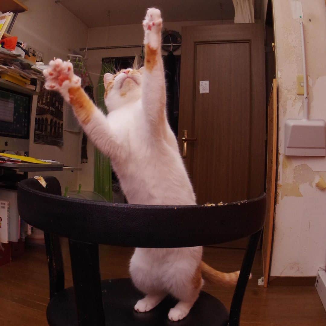 Kachimo Yoshimatsuさんのインスタグラム写真 - (Kachimo YoshimatsuInstagram)「とー！  29日は肉球の日  #uchinonekora #oinari #neko #cat #catstagram #kachimo #猫 #ねこ #うちの猫ら http://kachimo.exblog.jp」10月29日 10時35分 - kachimo