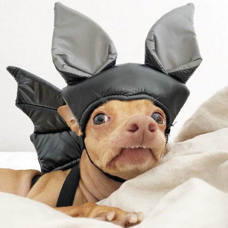 Tuna {breed:chiweenie} さんのインスタグラム写真 - (Tuna {breed:chiweenie} Instagram)「I’ve mentioned to him a few times over the years that he resembles Batty Koda from FernGully, so do you want to know what this young man did? He took #doppleganger status to the next level! I forget that sometimes he lets compliments go to his head easily and gets a little carried away. And by a little, I mean a lot!🦇」10月29日 10時50分 - tunameltsmyheart