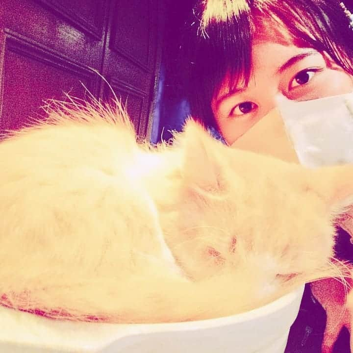 渡辺彩乃のインスタグラム：「猫カフェmocha原宿竹下通り店に行ってきました！ ネコ鍋めっちゃかわいかったです❤  #猫 #cat #catstagram #猫カフェ #猫好きさんと繋がりたい #mocha #ミスコン #ミスコンファイナリスト #ミスコン2020 #千葉大ミスコン #デカ襟 #不思議の国のアリス #cutecat #cute #かわいい #ネコ鍋 #cuteanimals #follow #followｍe #instagram #instagood #instalike」