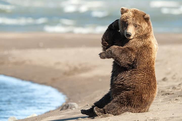 National Geographic Travelさんのインスタグラム写真 - (National Geographic TravelInstagram)「Photo by @daisygilardini / A brown bear poses for me during a sunny day on a beach in Lake Clark National Park in Alaska. Brown bear or grizzly bear? Is there actually a difference?  According to the U.S. National Park Service, grizzly and brown bears are the same species (Ursus arctos) but grizzlies are considered a separate subspecies (Ursus arctos horribilis). Generally in North America we refer to coastal bears as brown bears (they have access to marine food such as salmon) and to inland bears as grizzlies. The difference in location and diet translates to a difference in size. Coastal bears are usually much bigger than inland bears as a result. Follow me @DaisyGilardini for more images and stories behind the scenes. #bear #brownbear #grizzly #Alaska #LakeclarkNationalpark」10月29日 11時35分 - natgeotravel