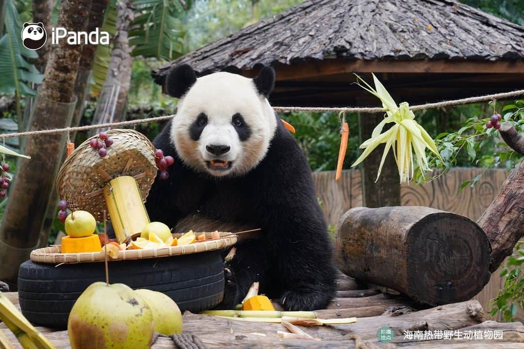 iPandaさんのインスタグラム写真 - (iPandaInstagram)「Oct. 27 was designated by World Wide Fund China as International Panda Day. To mark this special day, nannies at the Hainan Tropical Wildlife Park and Botanical Garden provided a feast of bamboo, fruits and vegetables for giant pandas Gong Gong and Shun Shun. 🐼 🐼 🐼 #Panda #iPanda #Cute #PandaNews #CCRCGP #PandaPic」10月29日 11時31分 - ipandachannel