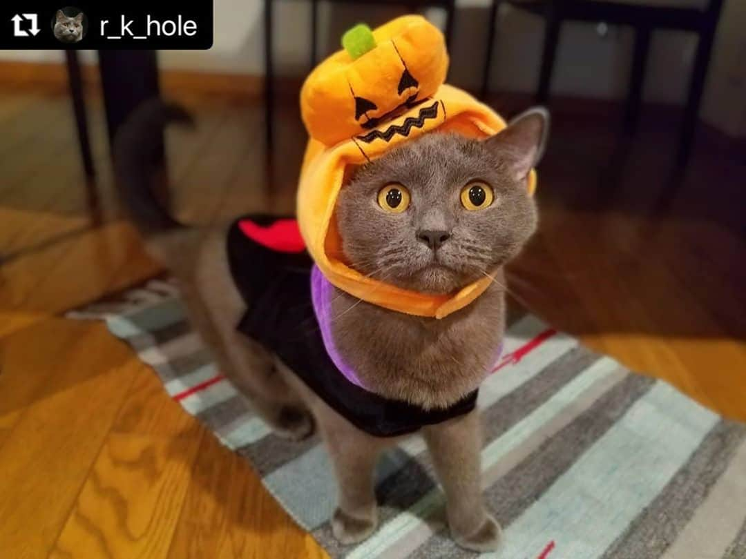 ねこさんのインスタグラム写真 - (ねこInstagram)「【#ねこは人を笑顔にする】❣️ ハロウィンの準備バッチリだねっ🎃❤️ @r_k_hole さん、ありがとう〜🚶‍♂️💞🚶‍♂️💞 #Repost @r_k_hole with @make_repost ・・・ 大変！大変！この翼、小さくにゃい？🧛‍♂️🦇 頭にカボチャ乗せてるし🎃重たくてみんにゃのところに飛んでいけないかも〰️🐈💦  本番は大きい翼にしようねー😊 . .  #シャルトリュー#chartreux #キャッテリーポルトボヌール#グレー猫#sippoストーリー#ペットとずっと#おうち時間わんにゃん広報部#ペコねこ部#まいにちニャーニャー#peppyフォト部#ねこは人を笑顔にする#猫ちゃん想いストーリー#猫ちゃん想い#猫とおうち時間#ニャン友#みんなイヌみんなネコフォトコンテスト#健康ニャン友#ハロウィン#halloween#猫とアート#LUNAMUSIAM#シマホネコダスケ#ハロウィンキャット#halloweencat#peppyハロウィン2020#catstagram#graycat#chartreux_feature#catsofinstagram」10月29日 11時32分 - neko_magazine