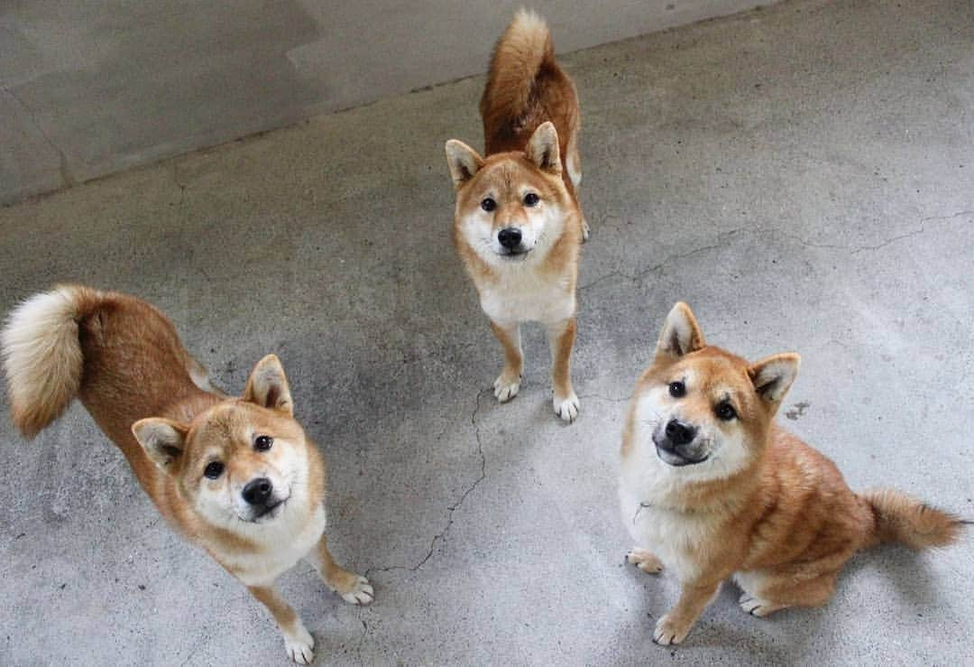 柴犬たま Shibainu Tamaさんのインスタグラム写真 - (柴犬たま Shibainu TamaInstagram)「﻿ 今日10月29日はおしゅし兄弟 1歳の誕生日🎂✨🎉﻿ ﻿ 肉の日なのにおしゅし‼😂😂﻿ まだまだお子ちゃまだけど、とにかく1歳おめでとう👏✨﻿ ﻿﻿﻿﻿﻿ Caption trans🇬🇧﻿﻿﻿﻿﻿﻿﻿﻿﻿ Today, October 29th, is the first birthday of the Sushi brothers🎂✨🎉 Congratulations👏✨﻿ ﻿﻿﻿﻿﻿﻿﻿ #たま家族 #柴犬コイ #柴犬トロ #柴犬ウニ #おしゅし兄弟 #誕生日 #happybirthday #birthday #1歳の誕生日 #1歳 #10月29日 #肉の日 #肉の日なのにおしゅし #仲良し兄弟 #かなりひし形﻿ #柴犬 #shiba #shibainu #shibastagram #犬 #dog #多頭飼い」10月29日 11時39分 - tama7653