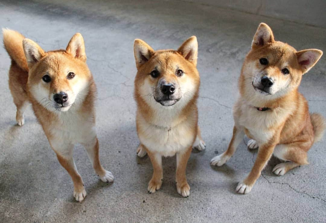 柴犬たま Shibainu Tamaのインスタグラム