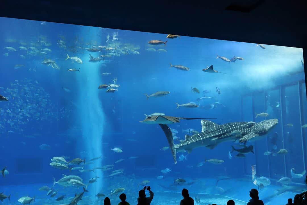 菅井悦子さんのインスタグラム写真 - (菅井悦子Instagram)「やっぱり美ら海水族館はいい✨ そういえば、ダイビングのライセンスを持ってる私。 いつかまた潜る日が来るのだろうか🙄 また潜りたいなー🐠🌊」10月29日 12時00分 - etsuko313