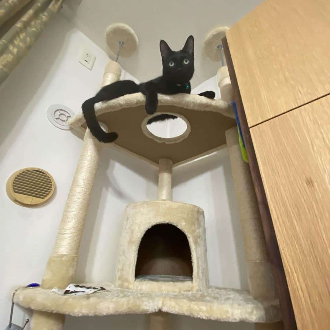 のインスタグラム：「我が家に来てもうすぐ半年になる猫ムサシ。キャットタワーにスイスイ登るようになりました。成長しとるなぁ…。 #笑福亭恭瓶  #ボンベイ」