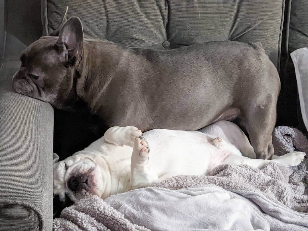 Manny The Frenchieのインスタグラム：「Forever invading each other's personal space 🤣 #brothers」