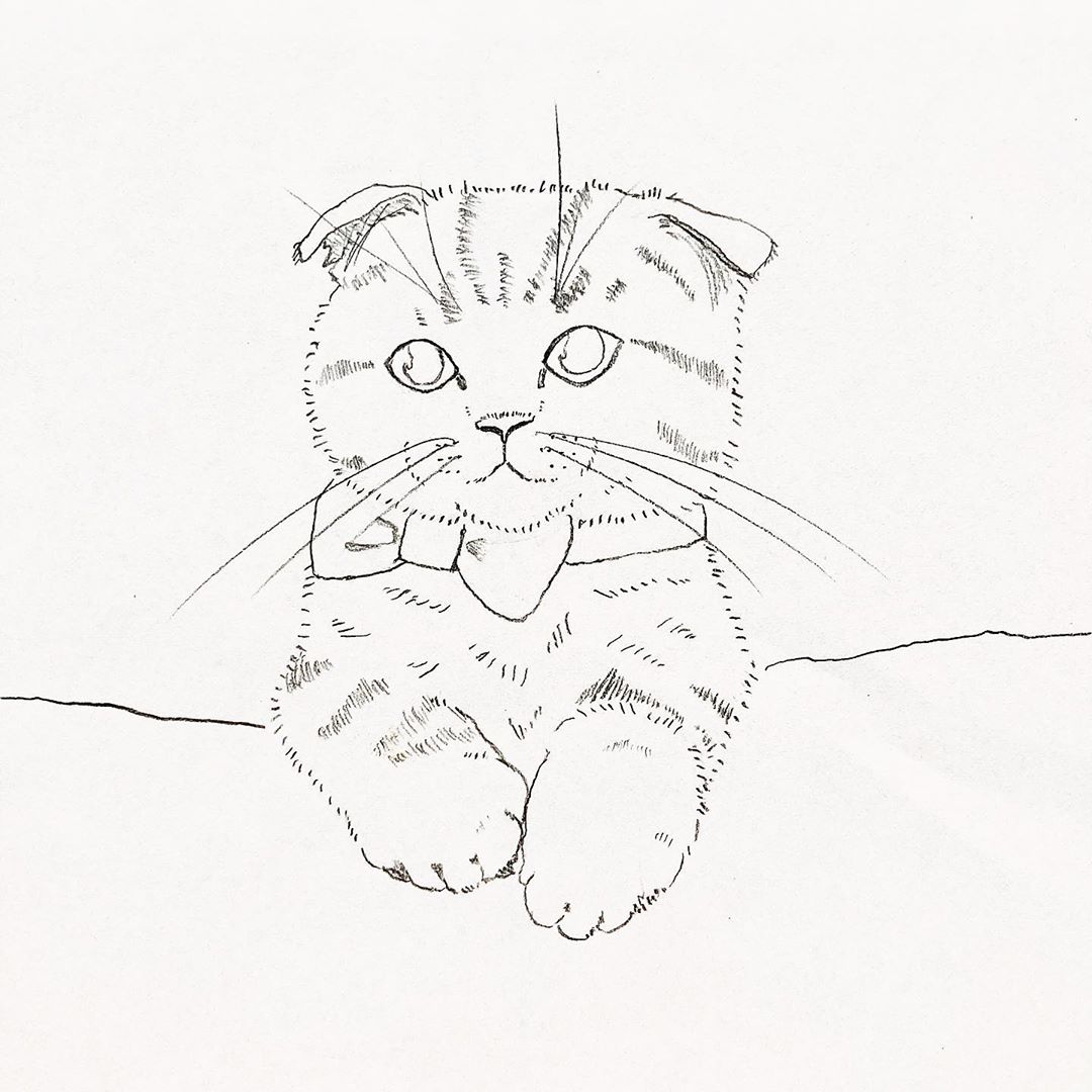 岩崎愛のインスタグラム：「teddy kitty🧸 . スコティッシュ リボン付けたら  鼻血ブー(可愛すぎて) (五七五) .  #ひごとねこ  #子猫 #kitty #猫 #cat  #スコティッシュフォールド  #scottishfold  #イラスト #illustration  #猫の絵 #猫好き  #五七五」