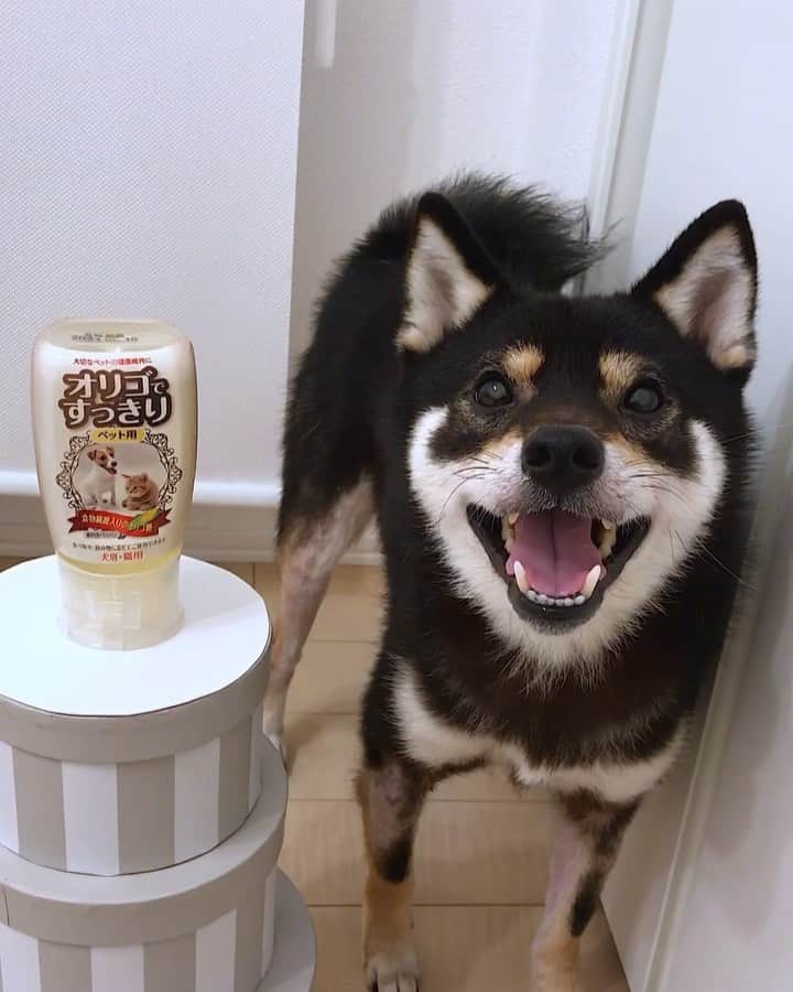 まめ丸のインスタグラム：「* * 季節の変わり目は食欲がなくなったり、 うんちがゆるくなっちゃうぼく🐶💦  食物繊維入りの犬猫用オリゴ糖をはじめてみたよ🍀  これをはじめてからうんちがツヤツヤ✨になったの🐶❣️ うんちって調子がいいとこんなにツヤツヤでキレイになるんだね…  （みんなに見せてあげたいくらい🐶👍）  食物繊維入りオリゴ糖は ◯健康な消化を維持し、便の健康をサポート ◯腸内の善玉菌を増やして本来の免疫力を保つ ◯トウモロコシ🌽由来の食物繊維からできた 「難消化性デキストリン」が余分な脂肪の吸収を抑えてくれる…  と犬さん猫さんの健康にいいこといっぱい🐶✨  使い方もいつものフードにのせるだけだから簡単🐶💓  フードの食いつきもよくなって パパママもよろこんでたよ🙆♂️🙆♀️  おいしいからおやつにパパママの指からなめさせてもらうのもすきなんだ🐶💓  ⚠️今ならクーポンで半額の999円🐶❣️⚠️  ぼくのストーリーから半額クーポンgetできるよ☝️  7UTT-3X3V-YZMK-1YZJ  クーポンは公式アカウント @oligodesukkiri から発行可能だよ！  *  @oligodesukkiri  *  #オリゴですっきり#ペットフード#pr #柴犬#豆柴#柴#黒柴#犬#しばいぬ  #shiba#shibainu#shibastagram#shibadog#puppy#instadog#dogstagram#dog#petstagram#pet#강아지#dailyfluff#weeklyfluff」
