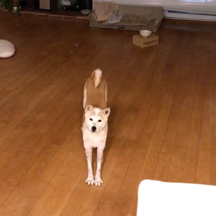 柴犬リリコのインスタグラム：「ご飯待ち🍚リリコさん🐶 最近食欲が非常に旺盛で自分のご飯を食べ終わった後にもキッチンを覗きにやってきて、おかわりを催促。どうせ食べないだろうと思ってあげるとなんと完食！そんな日が数日続いています☺️」