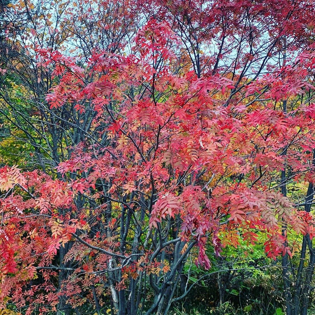 平野 早矢香さんのインスタグラム写真 - (平野 早矢香Instagram)「明日10月30日(金)は #テレビ朝日 #グッドモーニング  #朝6時から出演します ・ ・ #大好きな #秋 #紅葉🍁 #梨 #あとは #モンブランだな😍😍😍 #よし食べに行こう🐽」10月29日 12時45分 - sayakahirano0324