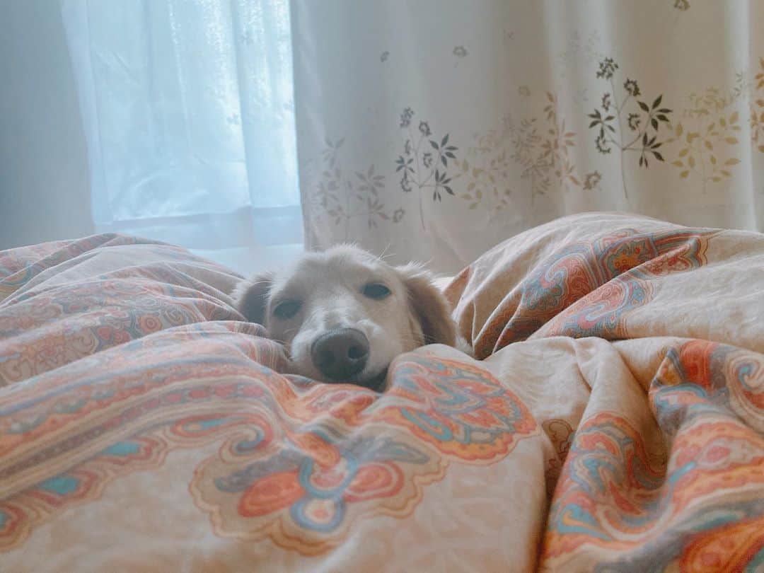 菅長愛子のインスタグラム：「🐶🏠☀️  🐶愛犬(らぶ♀10歳)ミニチュアダックス  らぶちゃん🐶  毎朝起きてこの子を眺めるのが楽しみ❤️ 何年も一緒にいるのに、飽きないし、メロメロです🐶💘  あー、毎日大好き。笑  #犬のいる暮らし #ミニチュアダックス #ミニチュアダックスフンド #犬のいる生活 #犬好きな人と繋がりたい #いぬすたぐらむ #いぬのきもち #わんすたぐらむ #わんこのいる生活 #らぶ #🐶 #dogstagram #dog #dogs #doglover #family #love #diet #ダイエット #ダイエット仲間募集」