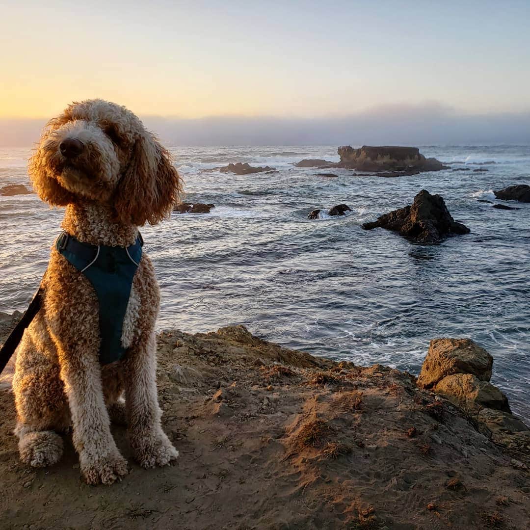 ソフィー・シュミットさんのインスタグラム写真 - (ソフィー・シュミットInstagram)「From 🏜️ to 🌊 Road trip chronicles continued. (we made it home (to quarañteen) safely) . . . #Adventure #RoadTrip #Goldendoodle #DogsofInstagram #Dogs #ocean #Travel #Sunset」10月29日 13時00分 - sophieschmidt13