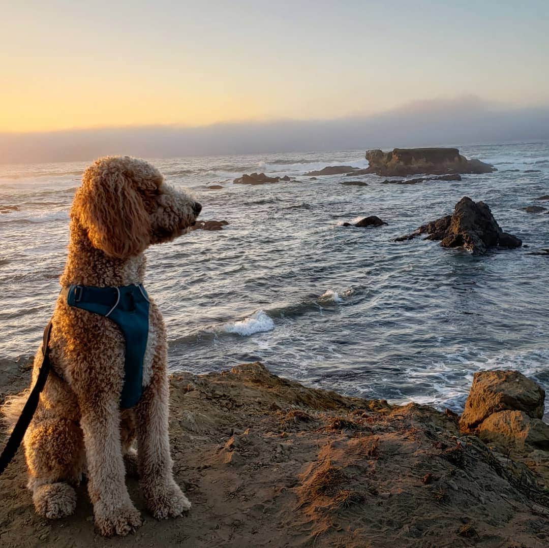 ソフィー・シュミットさんのインスタグラム写真 - (ソフィー・シュミットInstagram)「From 🏜️ to 🌊 Road trip chronicles continued. (we made it home (to quarañteen) safely) . . . #Adventure #RoadTrip #Goldendoodle #DogsofInstagram #Dogs #ocean #Travel #Sunset」10月29日 13時00分 - sophieschmidt13