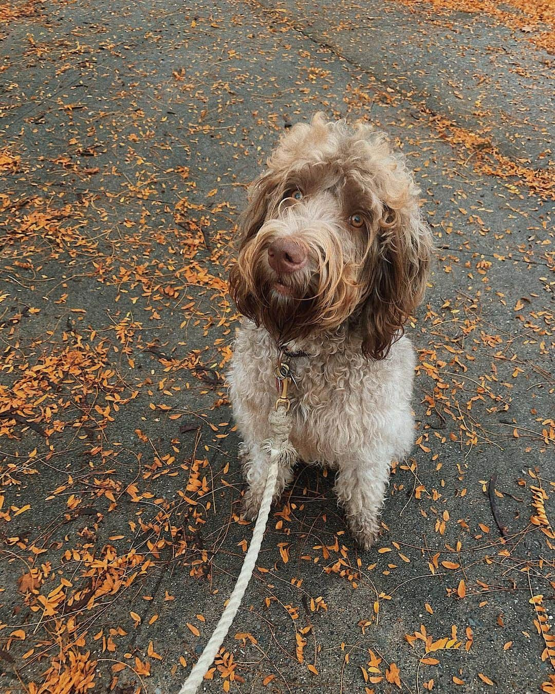 薮下柊さんのインスタグラム写真 - (薮下柊Instagram)「秋が似合うポパイちゃん🍂 : : #nyc #newyork #labradoodle #doodlelife #doodlelove #labradoodlelove #doodle #puppy #puppies #puppydays #puppylove #dogs #dogphotography #puppyphotography #doodletales #doodlesoftheworld #doodlesofinstagram #doglovers #子犬　#ラブラドゥードル　#愛犬　#いぬすたぐらむ　#犬がいる生活　#いぬのきもち　#ふわもこ部　#ニューヨーク #ポパイ　#autumnvibes #autumninnewyork #autumn」10月29日 13時05分 - __yabushita_shu__