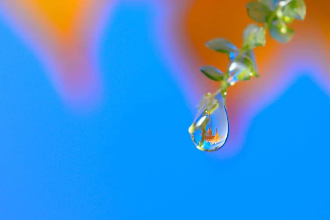 のインスタグラム：「昨夜は少し雨が降りました。 水滴を纏う苔、紅葉のコントラストも美しいです。 .  散策の際はぜひルーペを持って歩くのがオススメです🌱 (現在、ルーペは有料レンタルとなっております。@フロント) . #十和田八幡平国立公園 #星野リゾート奥入瀬渓流ホテル #hoshinoresorts #oirasekeiryuhotel  #oirasekeiryu  #oirasestream  #oirasegorge  #青森県 #十和田市 #aomori #towada #japan #moss #おうちで旅体験」