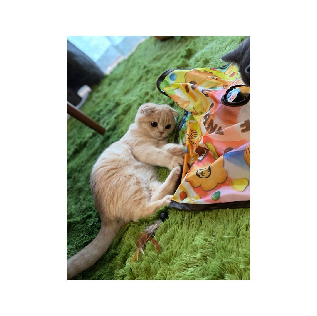 河合あすなさんのインスタグラム写真 - (河合あすなInstagram)「🐾  #猫のいる暮らし #猫  #スコティッシュフォールド」10月29日 13時07分 - kawai__asuna