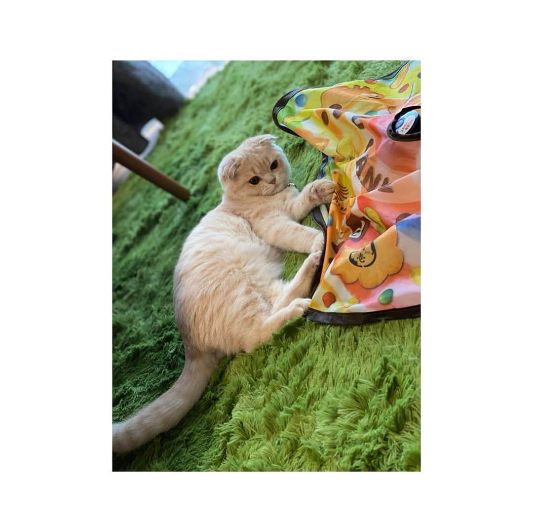 河合あすなさんのインスタグラム写真 - (河合あすなInstagram)「🐾  #猫のいる暮らし #猫  #スコティッシュフォールド」10月29日 13時07分 - kawai__asuna