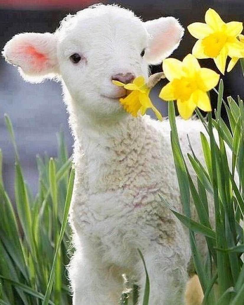 のインスタグラム：「Sometimes we just need a cute pictures of a lamb to make us smile 😊」