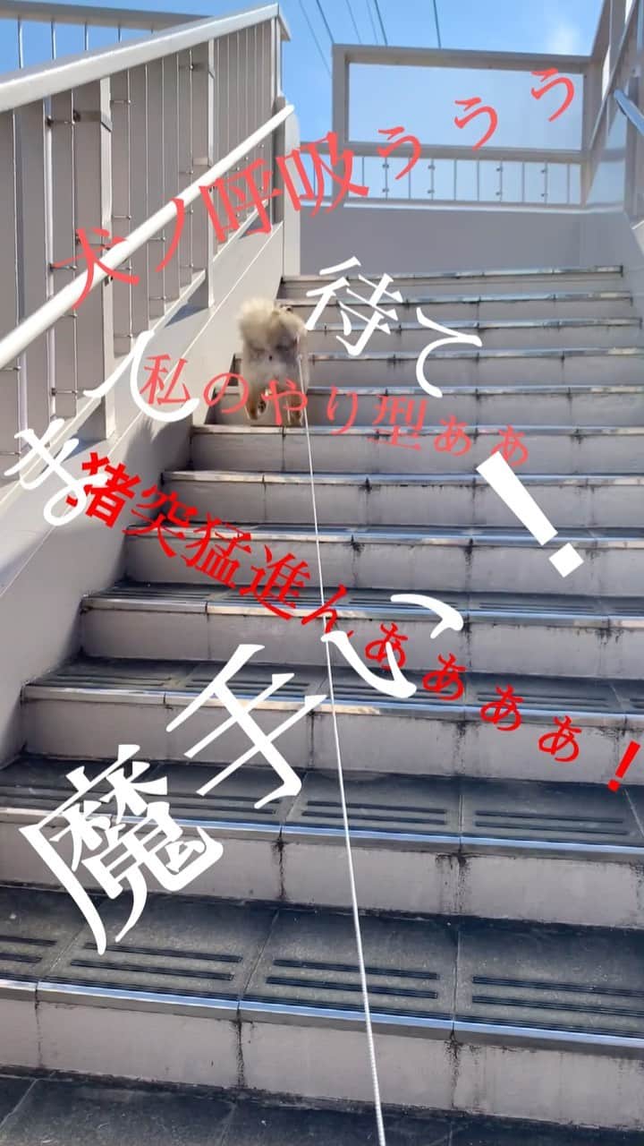 のインスタグラム：「リクエストに応えましてここに置いときます🐶」