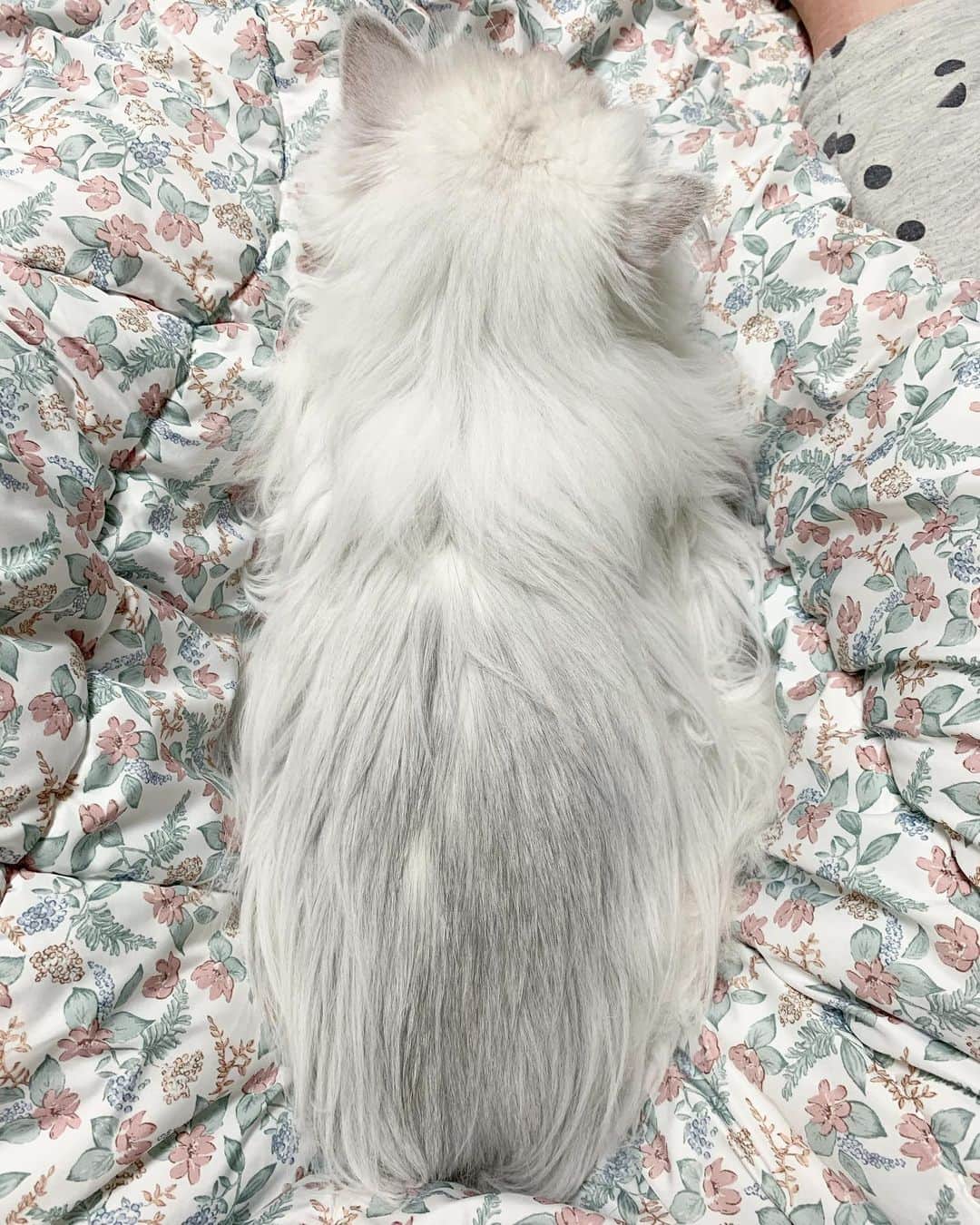 후추네큰언니のインスタグラム：「쪼꼬미야... ❤️  #후추  #고양이  #냥스타그램 #캣스타그램  #Hoochu #Hoochuthecat #cat #cats #catstagram #catsofinstagram #topcatphoto #bestmeow #ilovecat #cute #fluffy #petstagram #instacats」