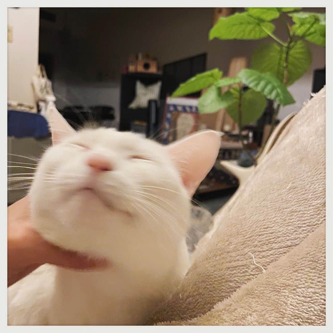 kumikoのインスタグラム：「仕事から帰ってきてリビングのソファに腰掛けると、どこからともなくやって来て高速で甘えるお方。 カワイイ。。。😚 ちなみにもちじゃないよシロちゃんだよ。」