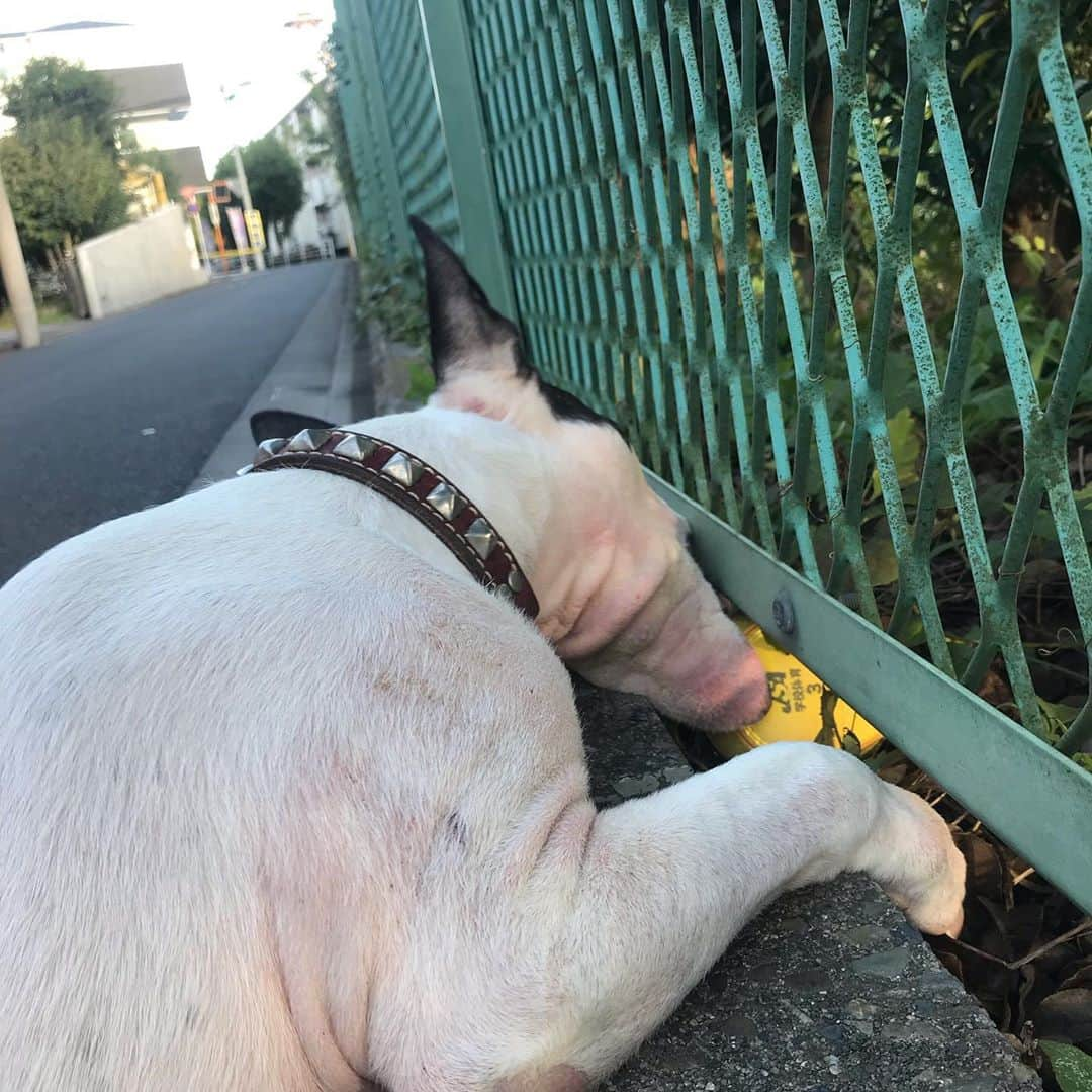 Q太郎さんのインスタグラム写真 - (Q太郎Instagram)「#minituru#bull#terrier#minibullterrier#miniturubullterrier#dog#dogstagram#cute#qtaro#love#family#ミニチュア#ブルテリア#ミニチュアブルテリア#Q太郎#ボール#発見#ソフトボール#ほしい#遊びたい#とれない」10月29日 15時35分 - qtaro.jun