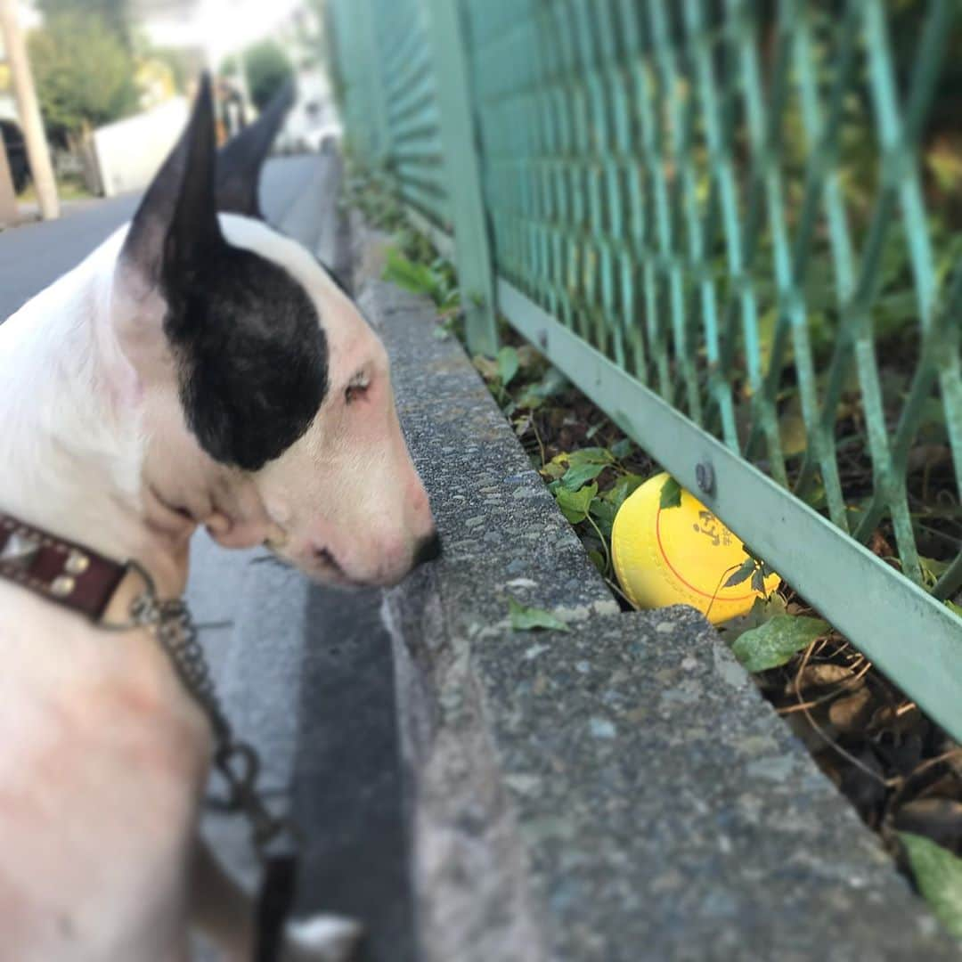 Q太郎さんのインスタグラム写真 - (Q太郎Instagram)「#minituru#bull#terrier#minibullterrier#miniturubullterrier#dog#dogstagram#cute#qtaro#love#family#ミニチュア#ブルテリア#ミニチュアブルテリア#Q太郎#ボール#発見#ソフトボール#ほしい#遊びたい#とれない」10月29日 15時35分 - qtaro.jun