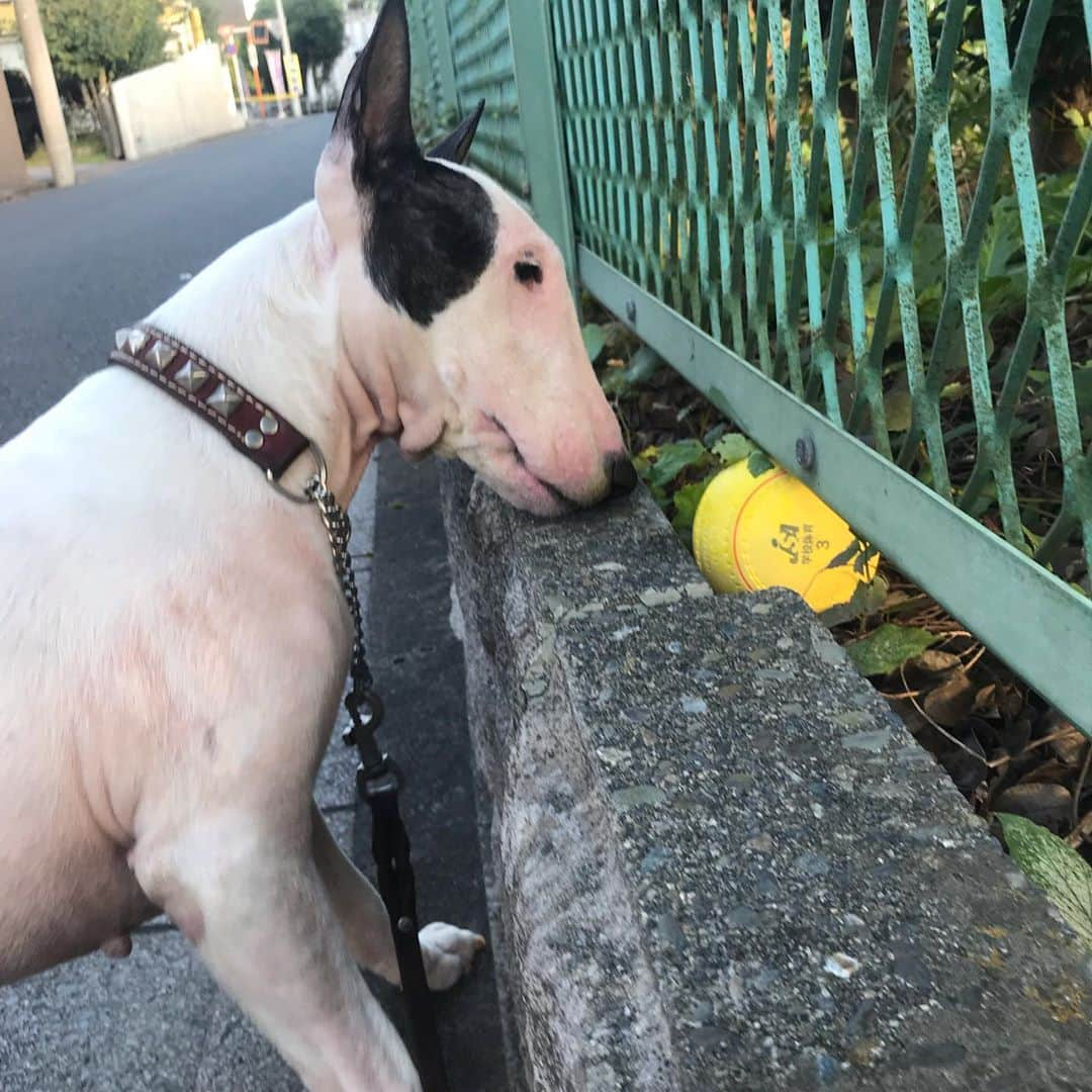 Q太郎さんのインスタグラム写真 - (Q太郎Instagram)「#minituru#bull#terrier#minibullterrier#miniturubullterrier#dog#dogstagram#cute#qtaro#love#family#ミニチュア#ブルテリア#ミニチュアブルテリア#Q太郎#ボール#発見#ソフトボール#ほしい#遊びたい#とれない」10月29日 15時35分 - qtaro.jun