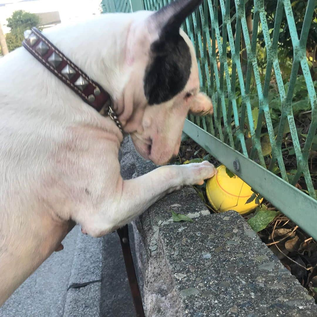 Q太郎さんのインスタグラム写真 - (Q太郎Instagram)「#minituru#bull#terrier#minibullterrier#miniturubullterrier#dog#dogstagram#cute#qtaro#love#family#ミニチュア#ブルテリア#ミニチュアブルテリア#Q太郎#ボール#発見#ソフトボール#ほしい#遊びたい#とれない」10月29日 15時35分 - qtaro.jun