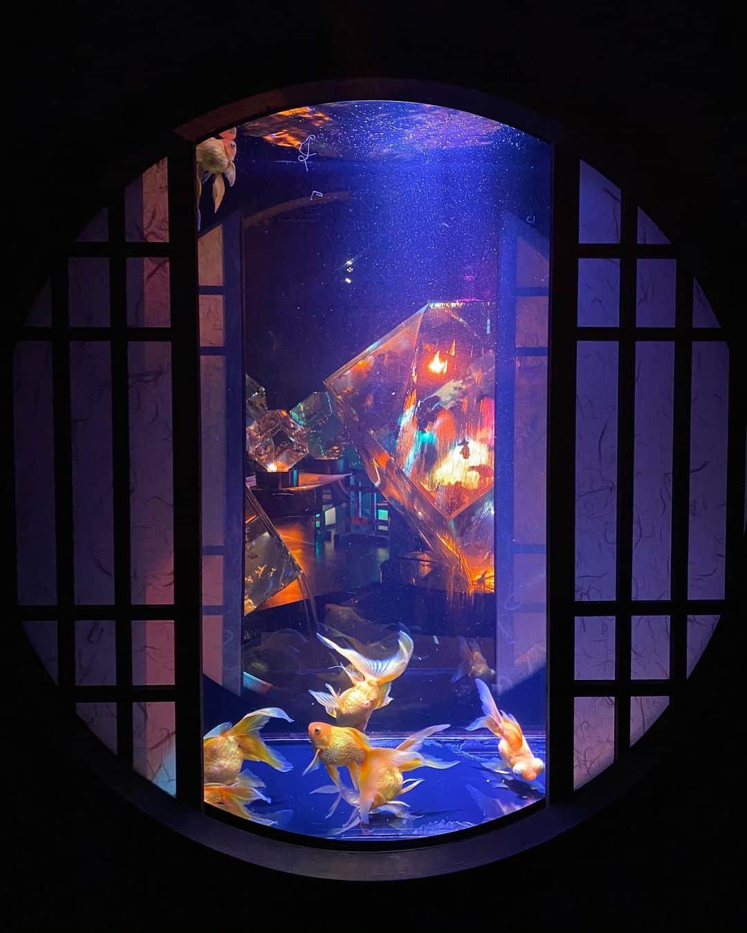 小瀬田麻由のインスタグラム：「* アートアクアリウム@日本橋 生命の宿る美術館。 神秘的なひと時。」