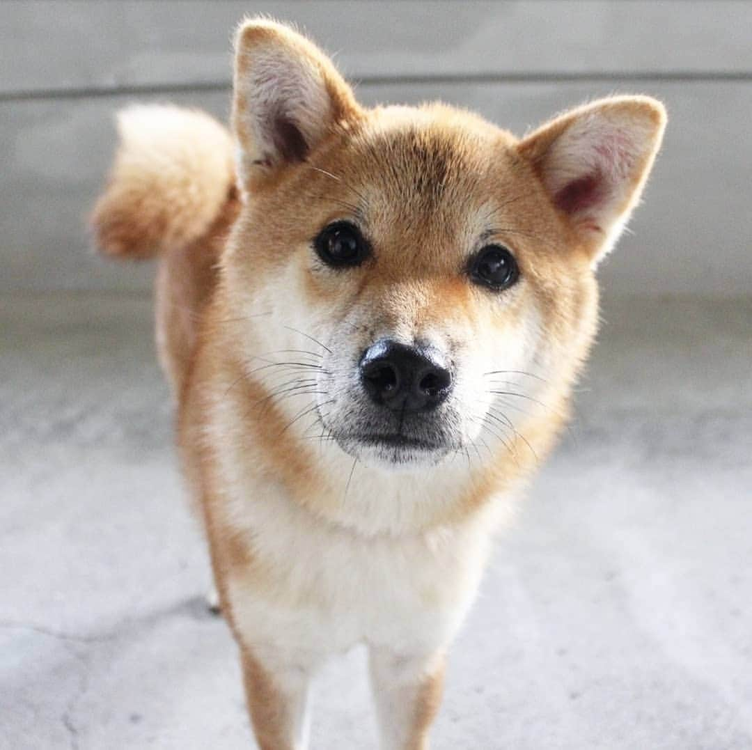 柴犬たま Shibainu Tamaのインスタグラム