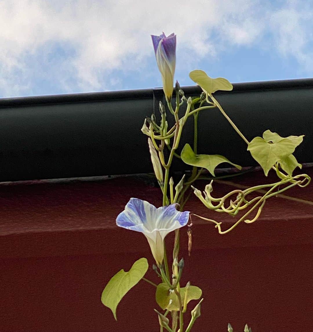 魔女菅原さんのインスタグラム写真 - (魔女菅原Instagram)「10月29日、フライングソーサー。 種取りしたいのでもうちょっとだけと思っていたら、数日ぶりで咲いた。もうないかな。  #フライングソーサー　#朝顔が好き #永遠の園芸１年生　#魔女菅原」10月29日 16時20分 - hatsuyosugawara