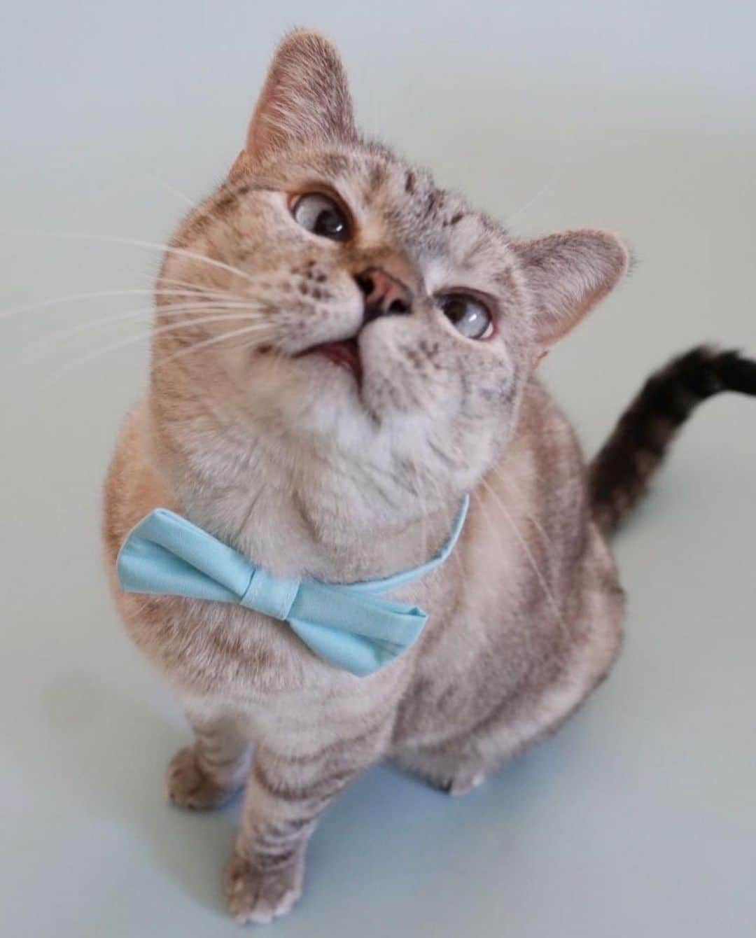 nala_catさんのインスタグラム写真 - (nala_catInstagram)「Inspired by a bowtie that brought my family together and my humble beginnings in a shelter, we launched the #ShowtheBow movement to celebrate the great work animal welfare organizations do!  We believe every pet deserves a loving furrever home. Help us spread the love today by   *Snapping a pic of your furry friend wearing a bowtie *Share your pic on Instagram/Facebook with the hashtag #ShowtheBow  I’ll reshare your photo in her stories to drive a movement to #AdoptDontShop #NationalCatDay @lovenalaco」10月30日 1時57分 - nala_cat