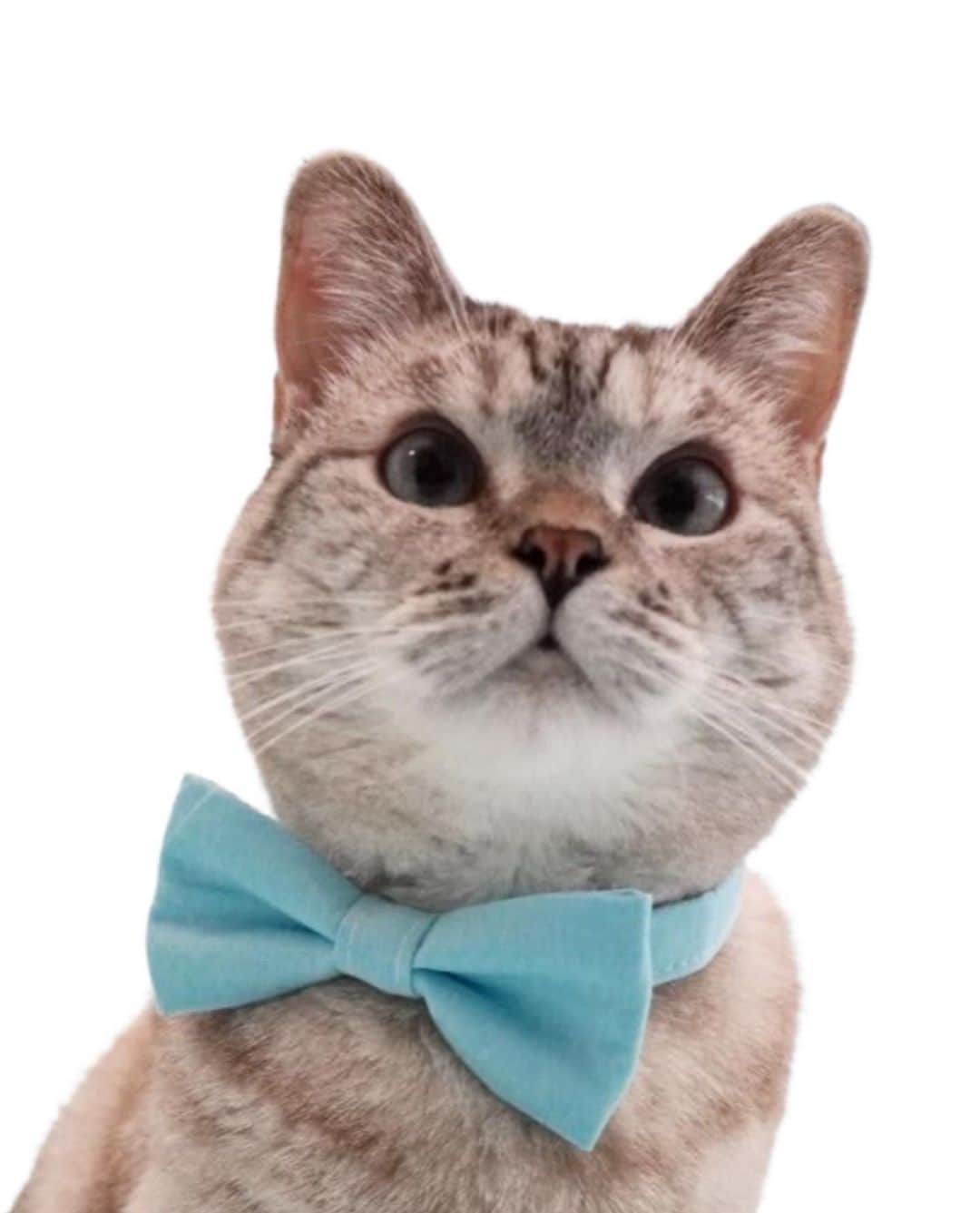 nala_catさんのインスタグラム写真 - (nala_catInstagram)「Inspired by a bowtie that brought my family together and my humble beginnings in a shelter, we launched the #ShowtheBow movement to celebrate the great work animal welfare organizations do!  We believe every pet deserves a loving furrever home. Help us spread the love today by   *Snapping a pic of your furry friend wearing a bowtie *Share your pic on Instagram/Facebook with the hashtag #ShowtheBow  I’ll reshare your photo in her stories to drive a movement to #AdoptDontShop #NationalCatDay @lovenalaco」10月30日 1時57分 - nala_cat