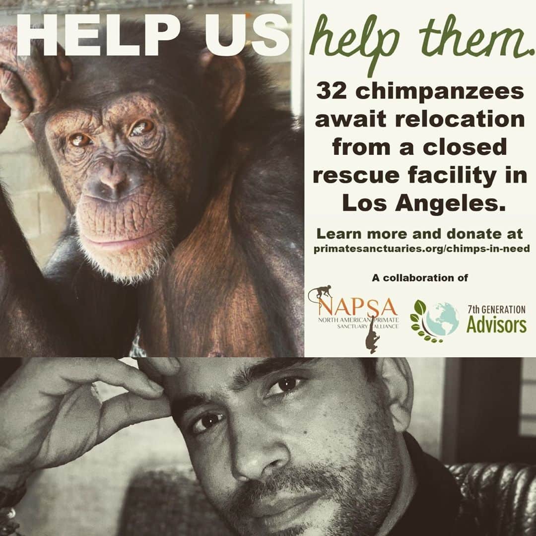 イグナシオ・セルキオのインスタグラム：「🐒 I was a proud volunteer at the Wildlife Waystation until we were forced to shut down. Many of our animals were relocated and now 32 intelligent, beautiful chimpanzees await rescue from a closed wildlife center in Los Angeles. Join me and the North American Primate Sanctuary Alliance in supporting the rescue of these chimps. Funds are desperately needed to ensure their current care and their rehoming at trusted and experienced sanctuaries. These chimpanzees were exploited in biomedical research, entertainment, and the pet trade for decades. Now, we must ensure them a brighter future. We can rescue 1/3 of the chimps by spring - but only with your help so the sanctuaries can build spaces for them. Donate today. #chimpsinneed   Visit www.primatesanctuaries.org」