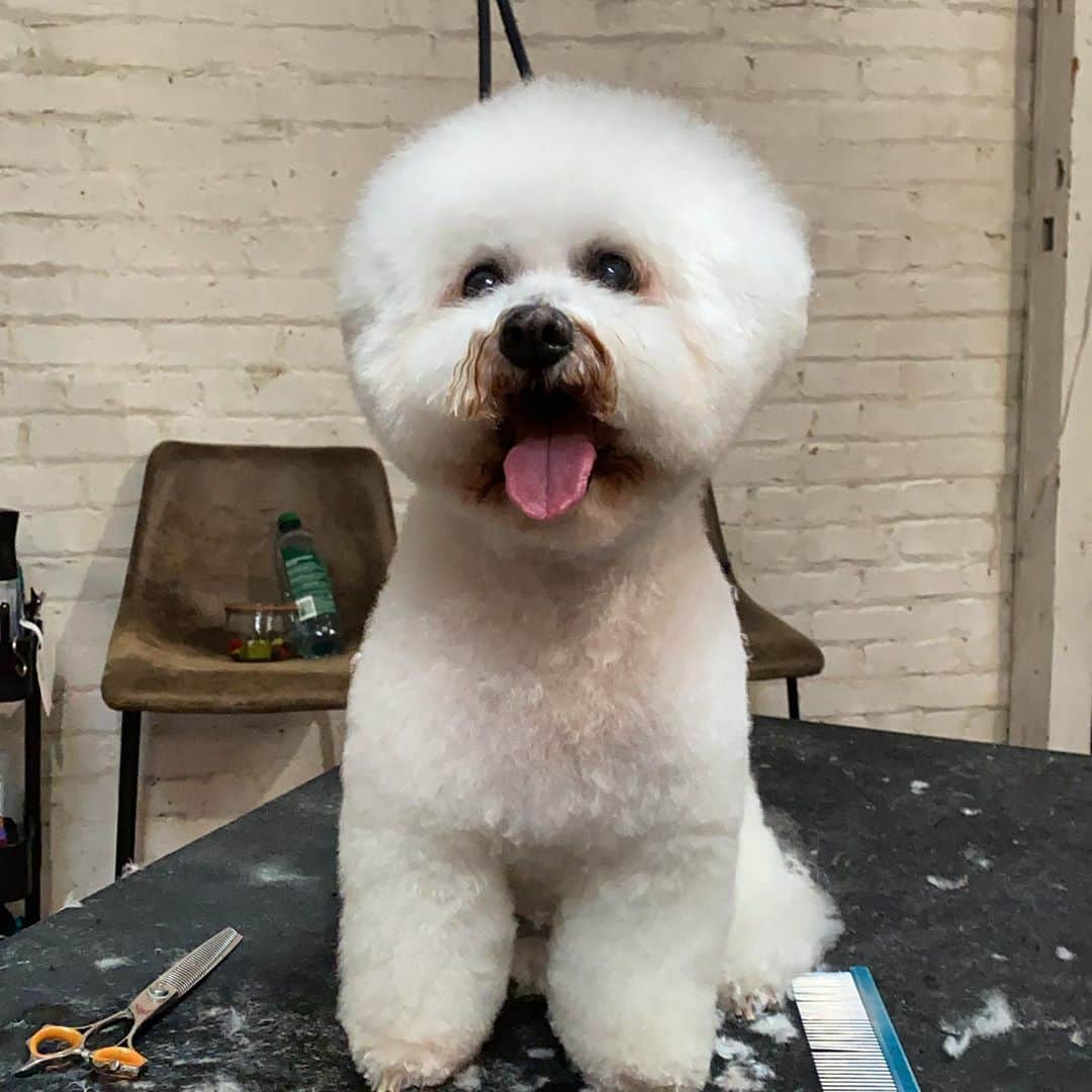 Dogs by Ginaのインスタグラム：「Lizzie  Bichon Frise」