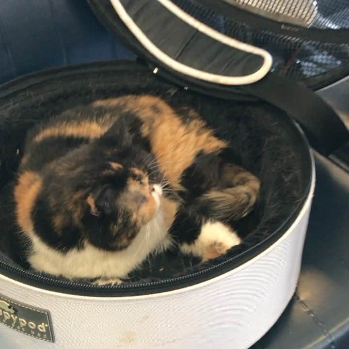 Pudgeのインスタグラム：「In honor of #NationalCatDay Pudge will be going live over on @nala_cat’s page just after 2pm PT today! Here’s a memory from 2018 when Nala & Pudge were a couple snoozy babies in the airport together 💕 Pudge may very well be snoozing on IG Live today too 😹 See you then!」