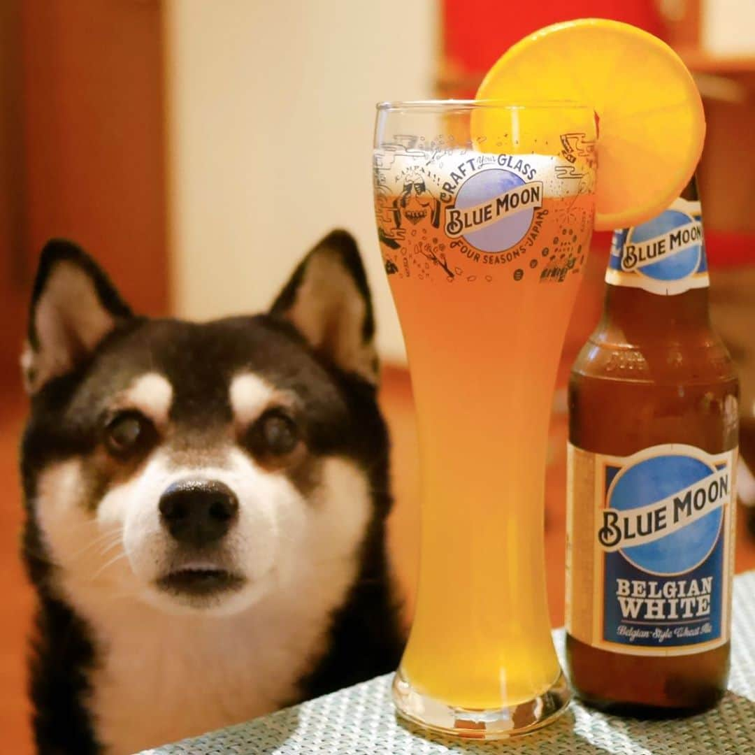 くろさんのインスタグラム写真 - (くろInstagram)「🐕🍺🍊 #craftyourglass #ブルームーン #bluemoon #bluemoonbeer #クラフトビール #No1craftbeer #クラフトユアグラス #artfullycrafted #chalkboy #kuroshiba #blackshiba #shibainu #shibastagram #instadog #dogstagram #柴犬 #黒柴 #カメラ目線犬 #わんこのいる暮らし #わんこのいる生活 #わんこと一緒 #黒柴のいる暮らし #黒柴のいる生活 #黒柴と一緒 #イッヌ #イッヌのいる暮らし #イッヌのいる生活 #イッヌと一緒 #モデル犬 #オファーお待ちしております」10月29日 18時11分 - m6bmw