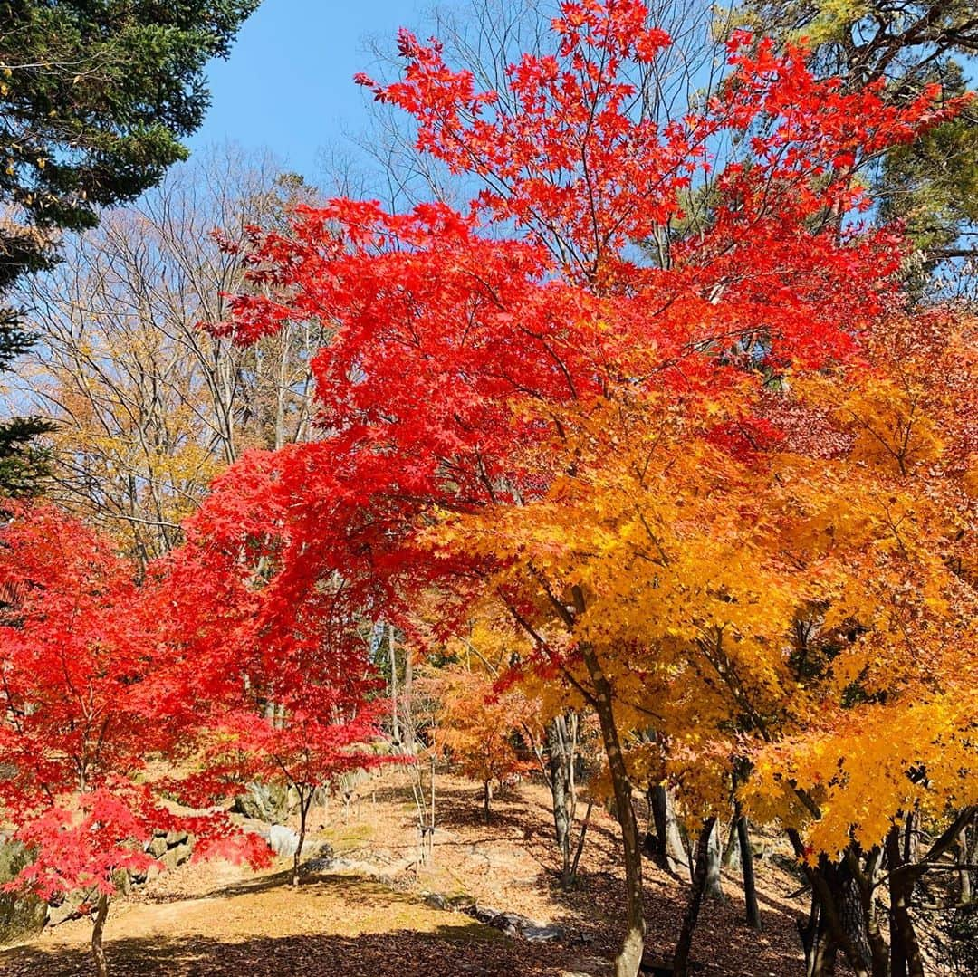 インソクさんのインスタグラム写真 - (インソクInstagram)「가을이다 🍁　Autumn is in the air」10月29日 18時16分 - soku_sokus