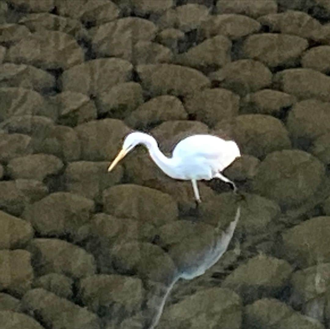 佐藤竜雄さんのインスタグラム写真 - (佐藤竜雄Instagram)「今日は川沿いをウォーキング。和田堀公園辺りの工事も来年2月には終了。花見ウォーキングが楽しみ。 #善福寺川 #オオサギ」10月29日 18時32分 - seitenhyohyo