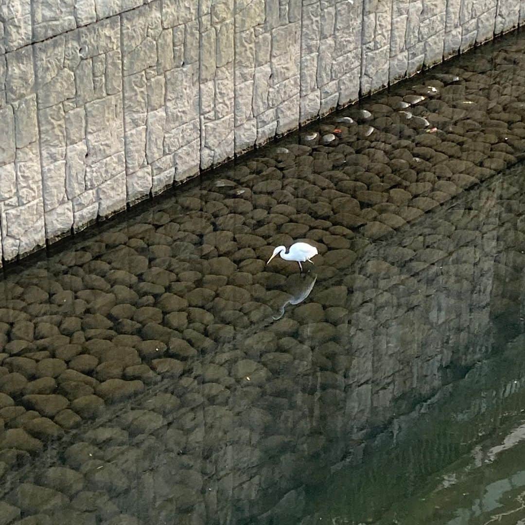 のインスタグラム：「今日は川沿いをウォーキング。和田堀公園辺りの工事も来年2月には終了。花見ウォーキングが楽しみ。 #善福寺川 #オオサギ」